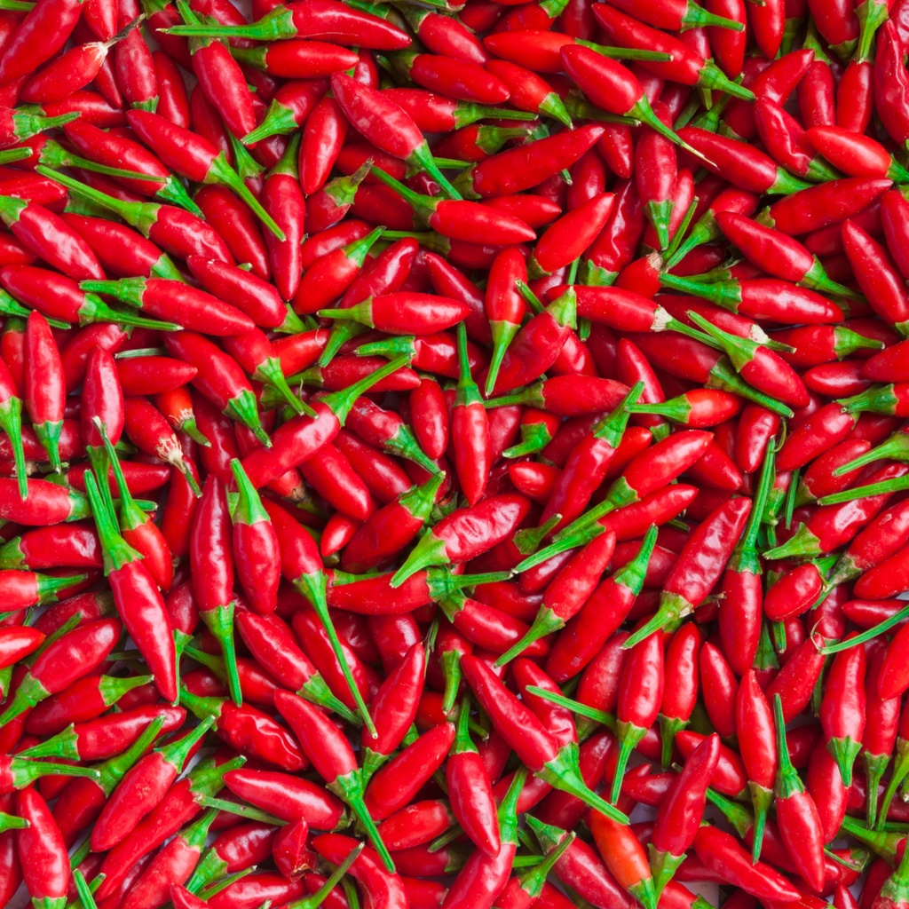 Piment 'Super Chili' (plant BIO)