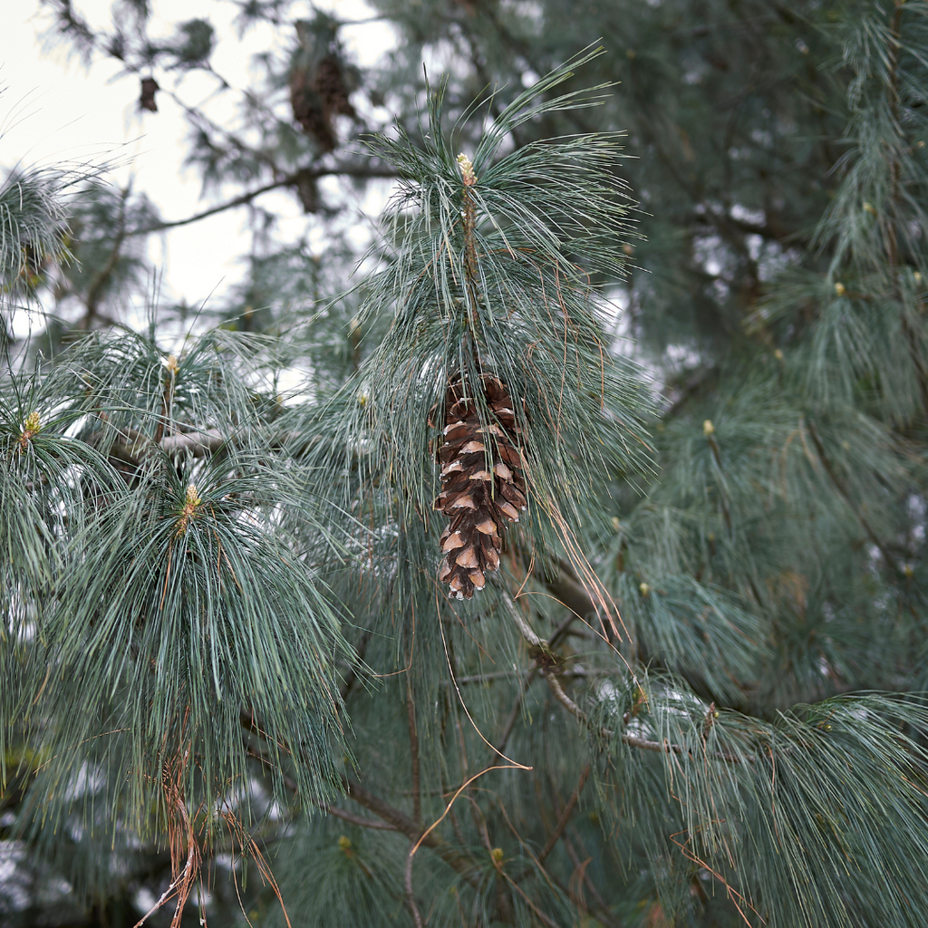 Pin blanc - Pinus strobus