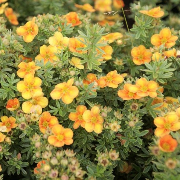 Potentilla fruticosa 'Mango Tango'