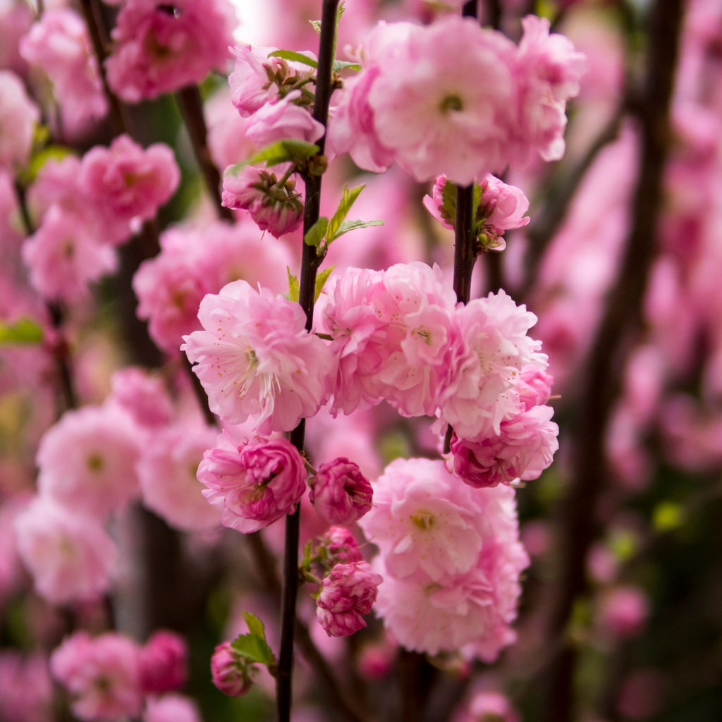 Amandier à fleurs doubles - Prunus triloba