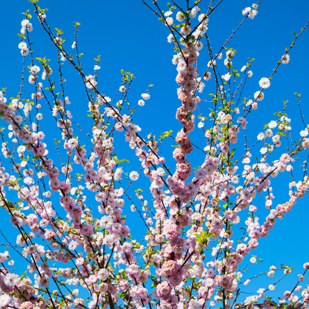 Amandier à fleurs doubles - Prunus triloba