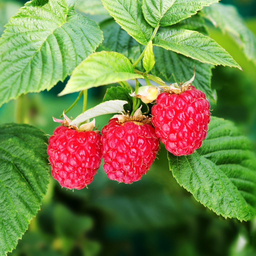 Framboisier rouge Eden - Rubus idaeus 'Eden'