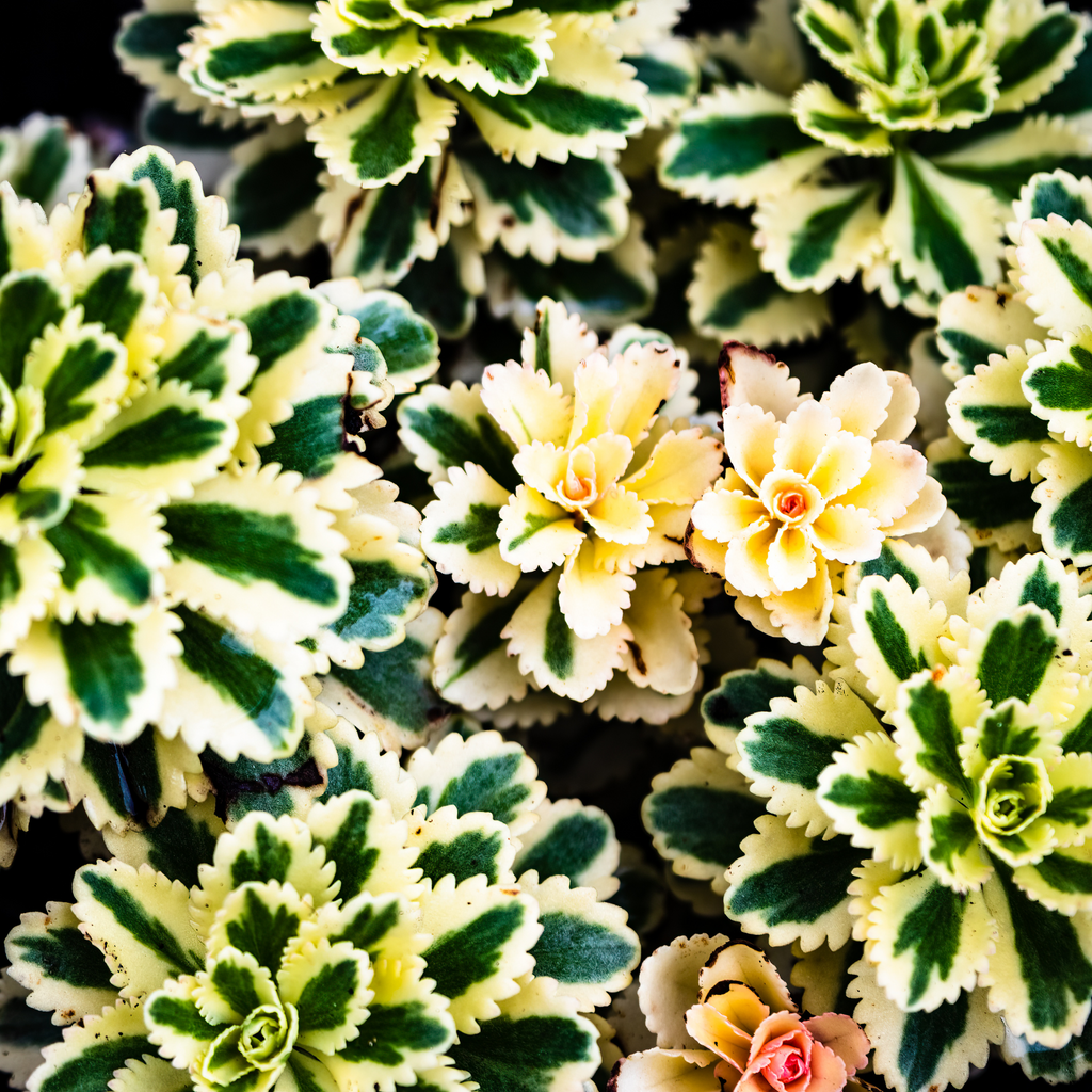 Orpin Atlantis  - Sedum takesimense 'Atlantis'