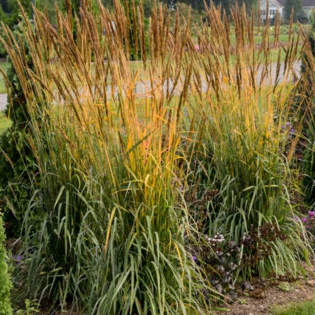 Faux-sorgho penché - Sorghastrum nutans 'Golden Sunset'