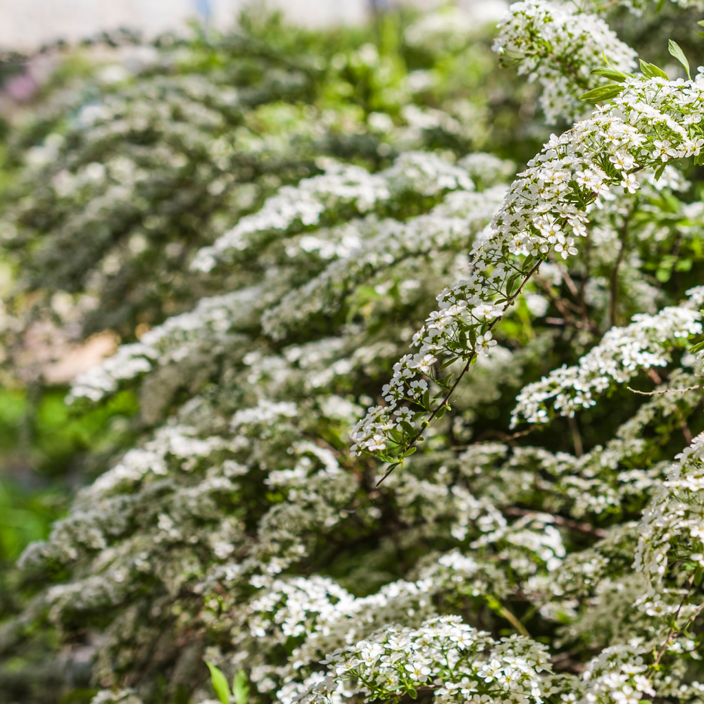 Spirée argenté naine - Spiraea cinerera 'Grefsheim'