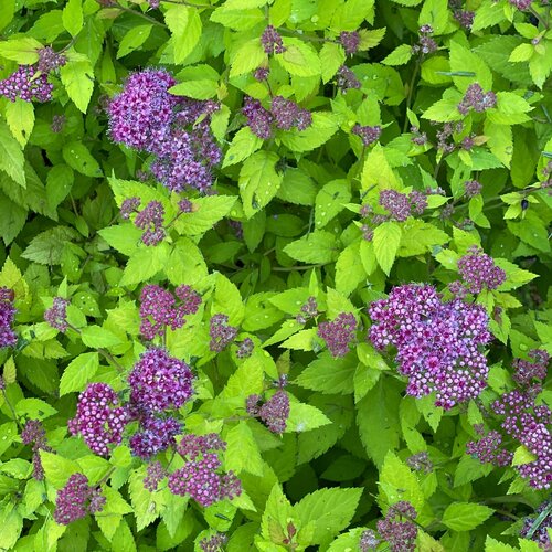 Spirée Double Play Dolly - Spiraea japonica 'Double Play Dolly'