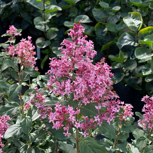 Lilas Bloomerang Ballet - Syringa 'Bloomerang Ballet'