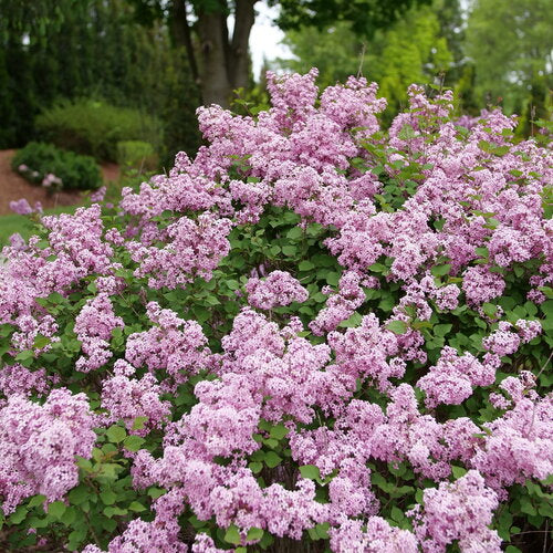 Lilas Bloomerang PurPink - Syringa  Bloomerang 'PurPink'