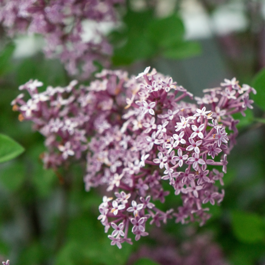 Lilas Miss Kim - Syringa patula 'Miss Kim'