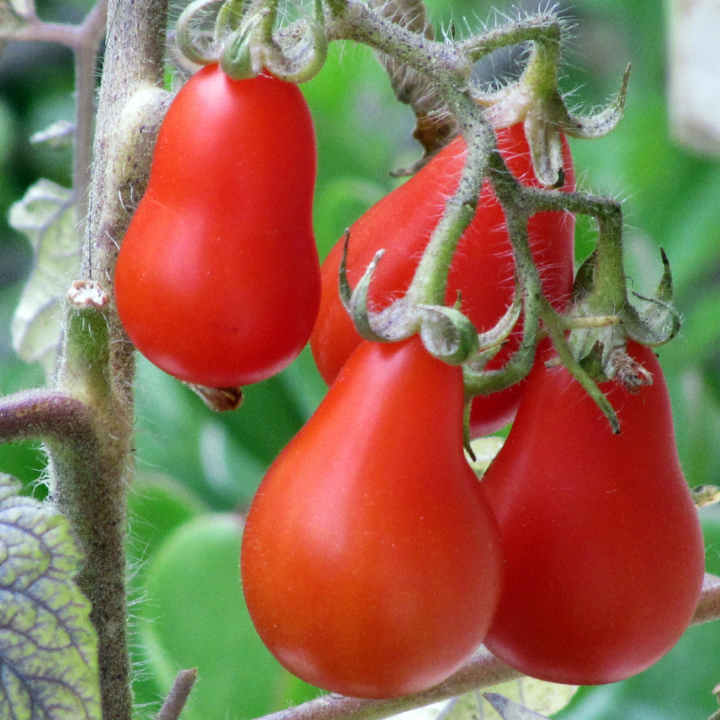 Tomate cerise 'Poire rouge' (plant BIO)