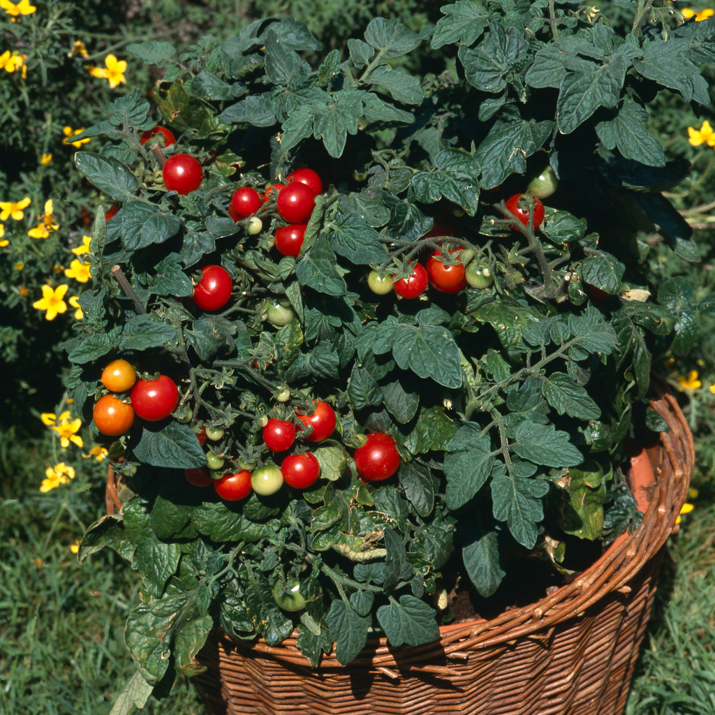Tomate cerise rouge patio 'Tumbler' (plant BIO)