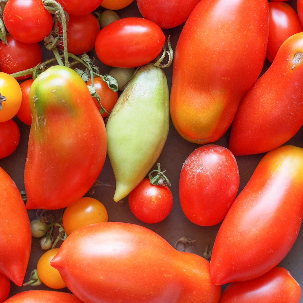 Tomate italienne mix (plant BIO)