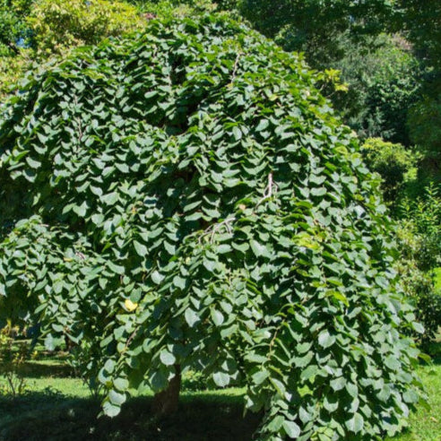 Ulmus pendula