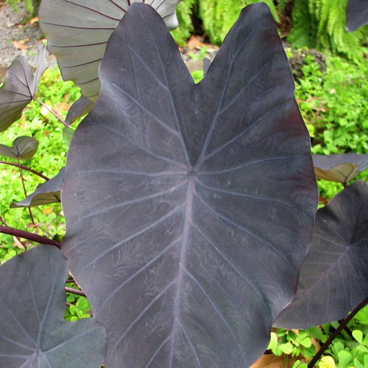 Alocasia Taro Black Magic - Colocasia esculenta 'Black Magic'