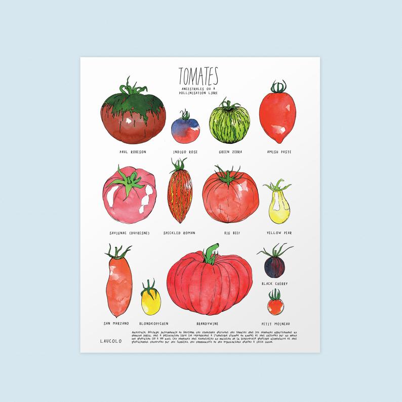 Affiche tomates ancestrales