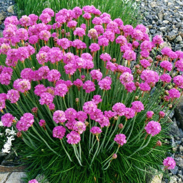 armeria maritima splendens