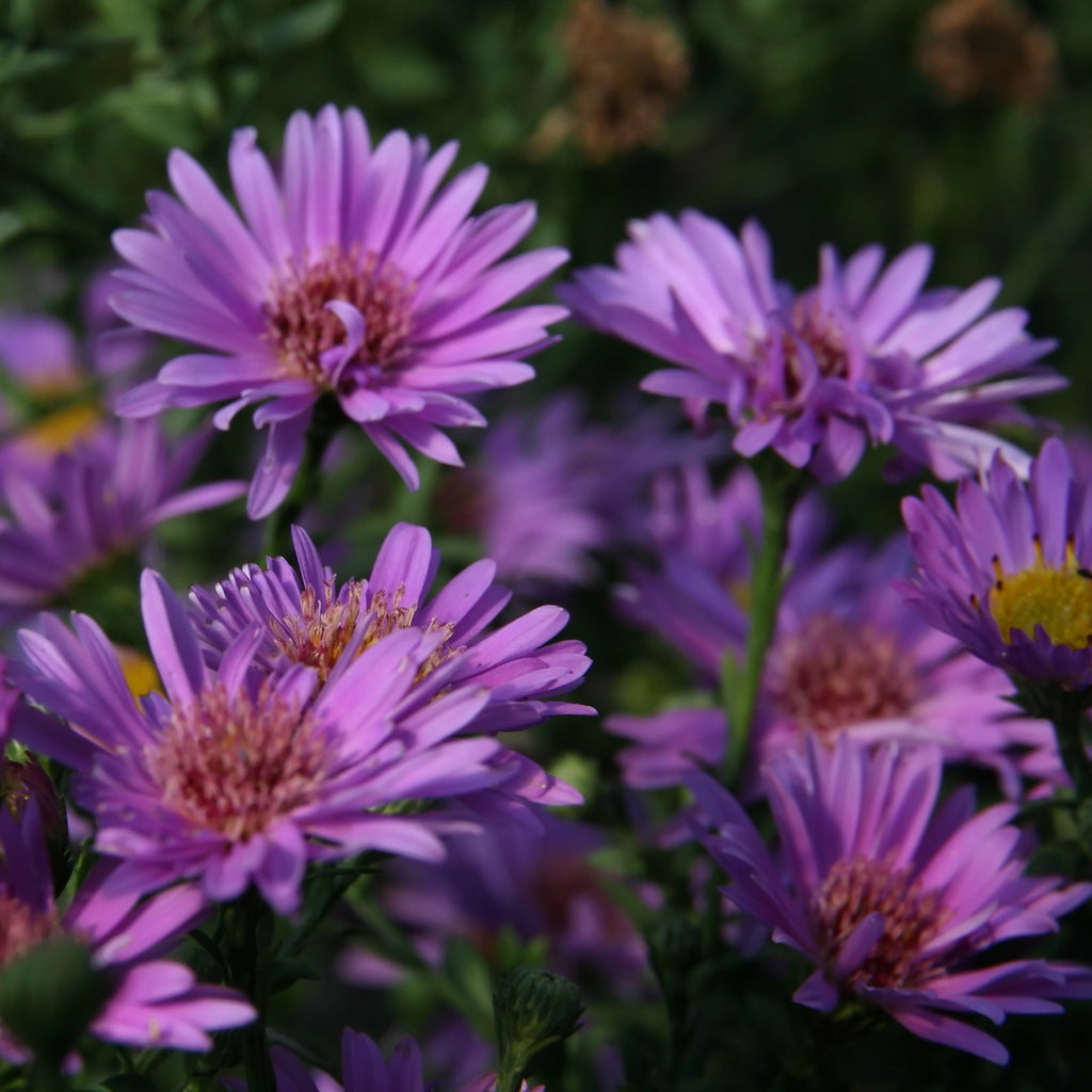 Aster dumosus 'Wood Purple