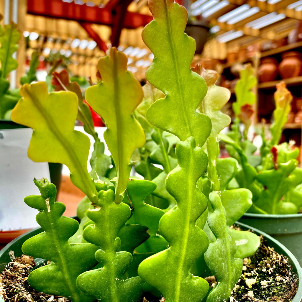 Cactus Fishbone - Epiphyllum anguliger