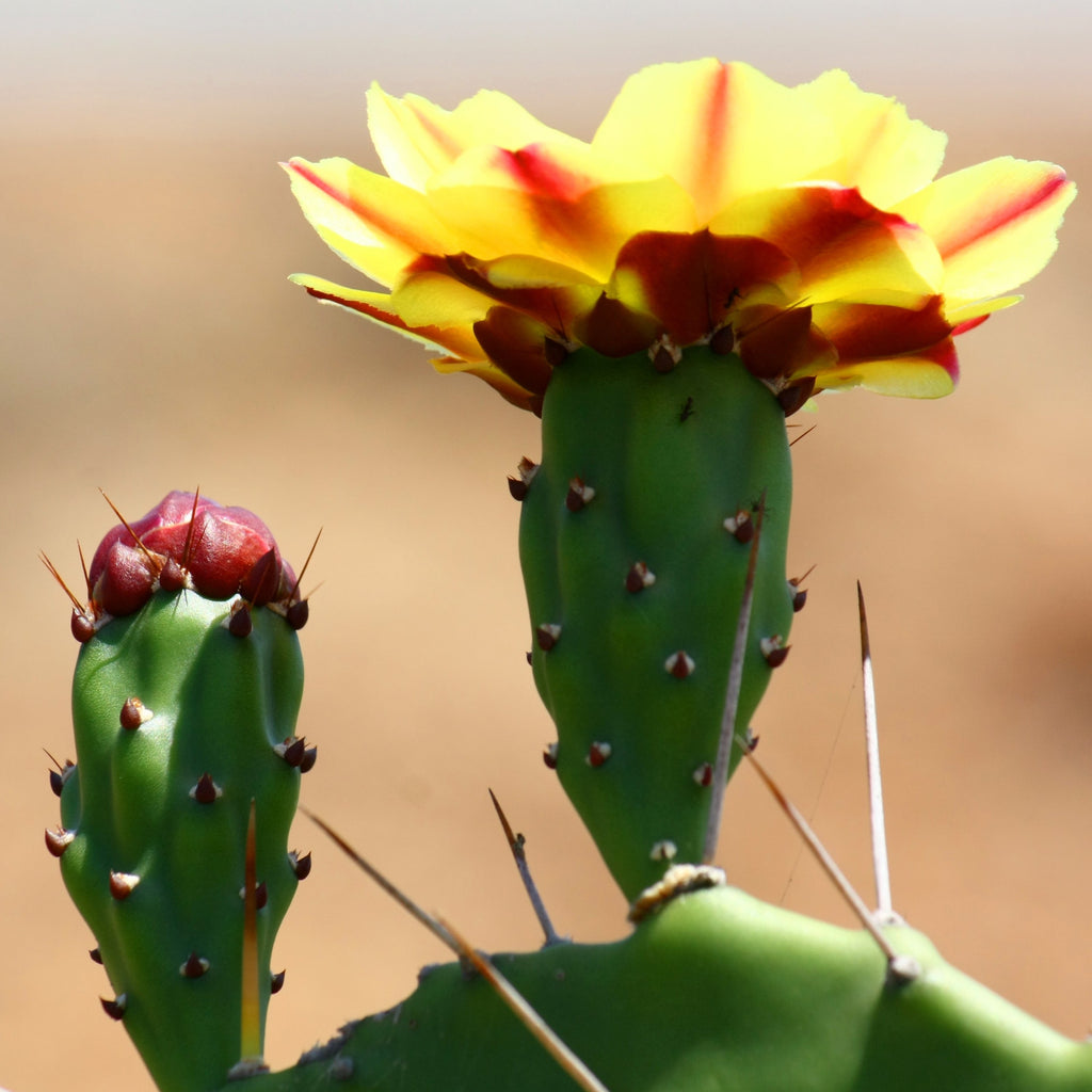 Cactus opuntia à aiguille de feu - Opuntia Phaeacantha