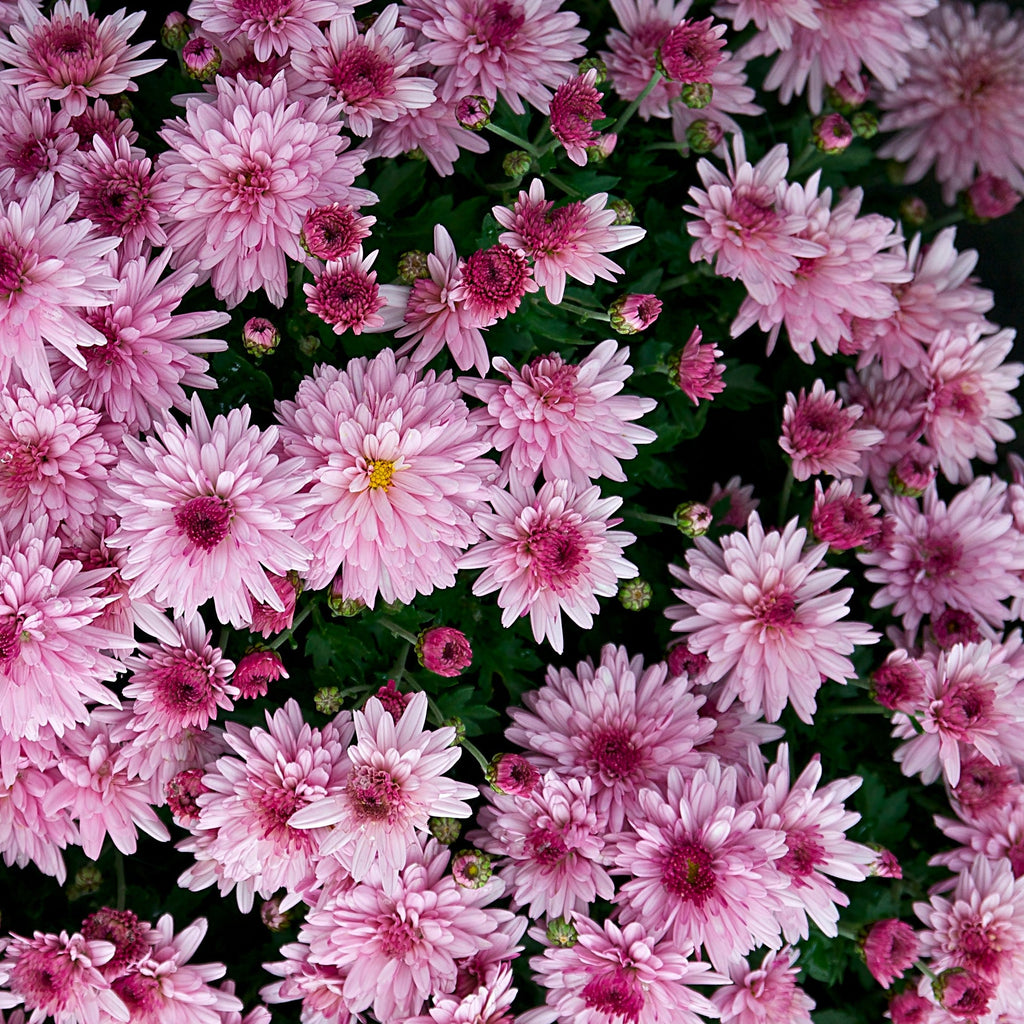 Chrysanthemum morifolium 