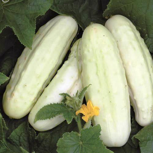 Concombre blanc de Hollande Bio (semences)