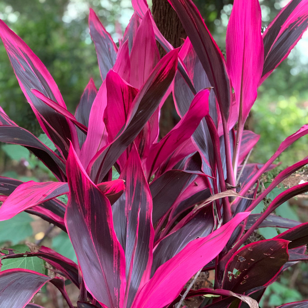 Cordyline Red Sister - Cordyline fruticosa 'Red Sister'