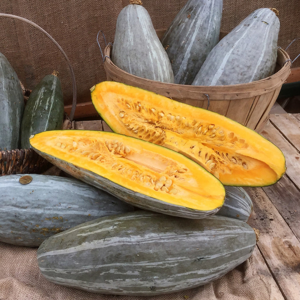 Courge Bleue du Guatemala Bio