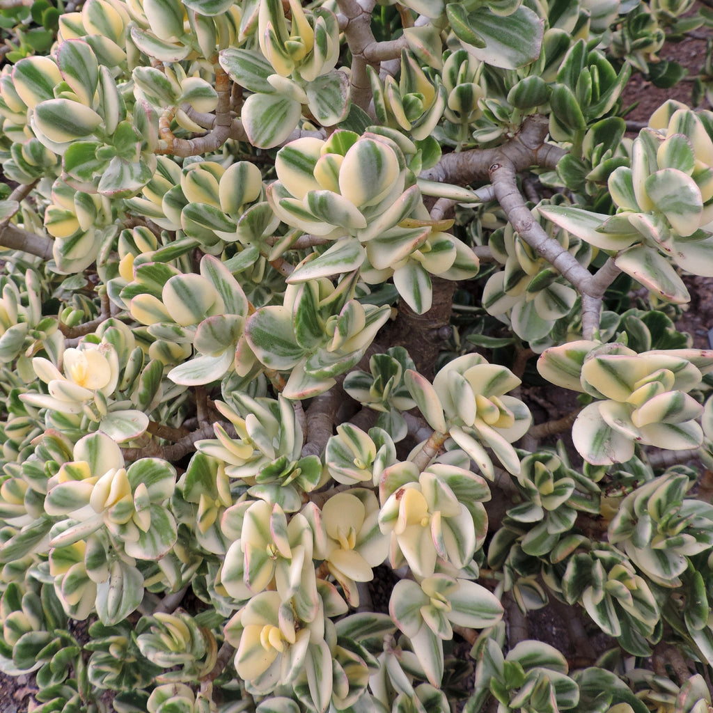 Crassula plante jade Variegata - Crassula ovata 'Variegata'
