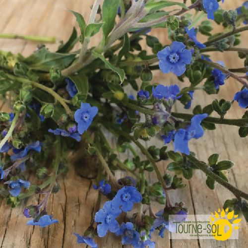 Cynoglossum Blue Chinese Forget-Me-Not Bio (semences)