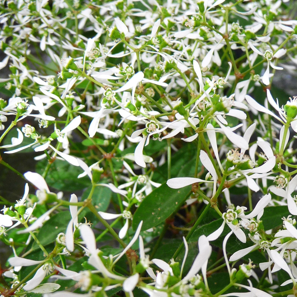Euphorbe - Euphorbia 