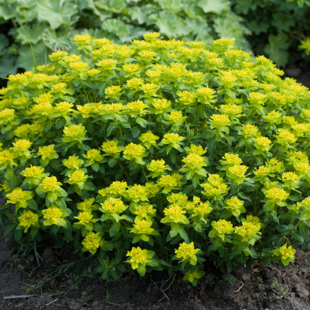 euphorbia polychroma