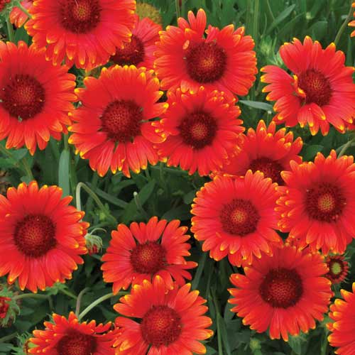 Gaillardia aristata 'Arizona Red Shades