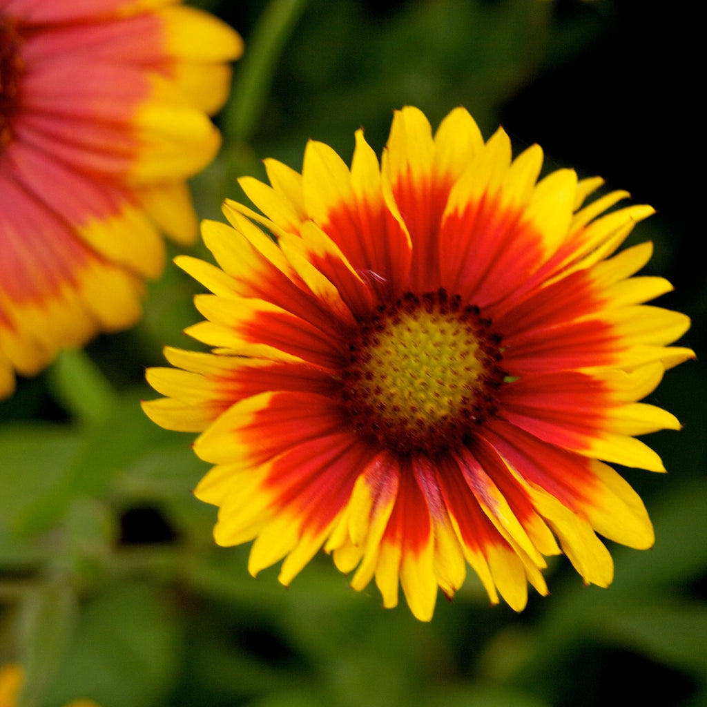 Gaillardia x grandiflora 'Goblin