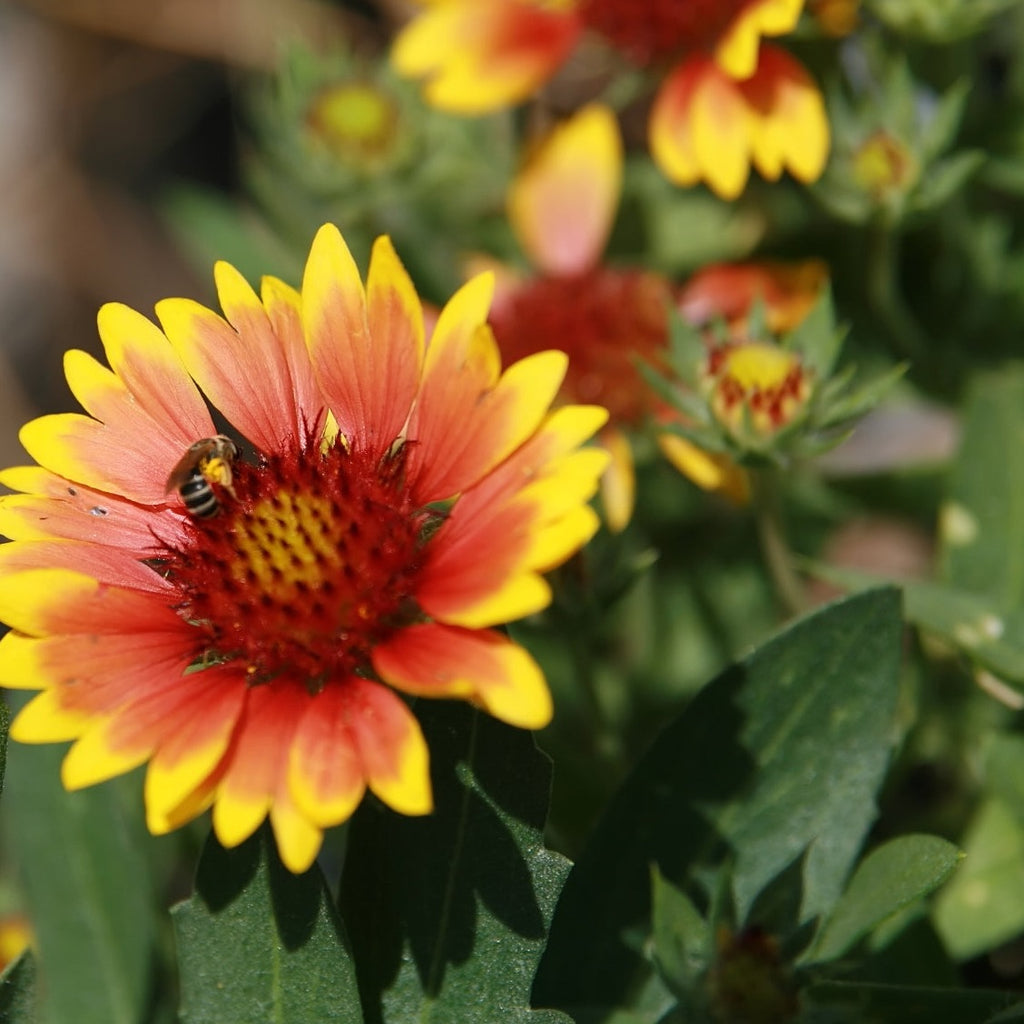 Gaillardia aristata 'Arizona Sun