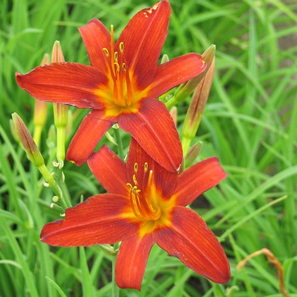 Hemerocallis 'Autumn Red'