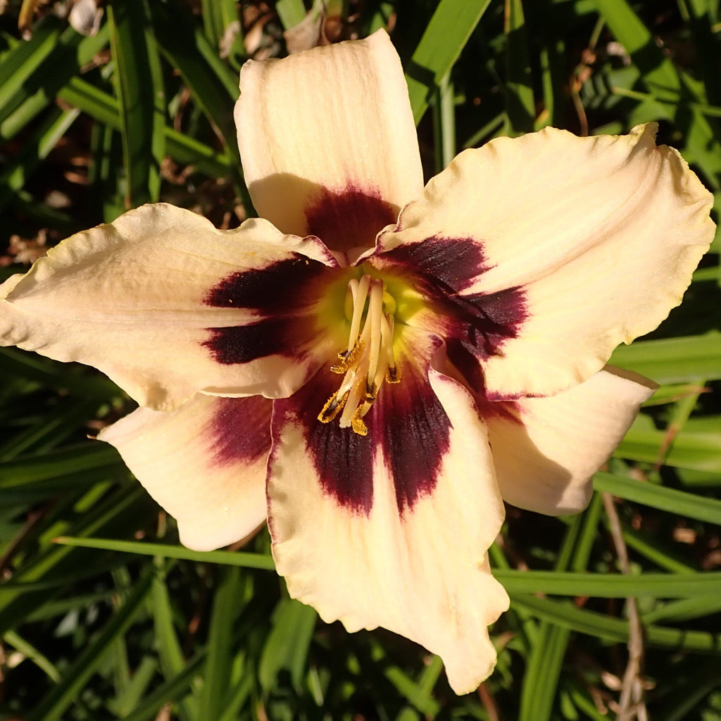 Hemerocallis 'Moonllit Masquerade'