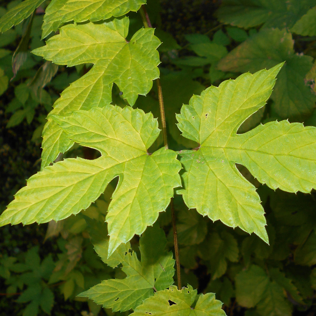 Humulus lupulus 'Aureus'