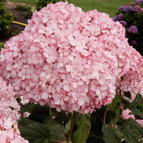 Hydrangea arborescens 'Pinkerella'