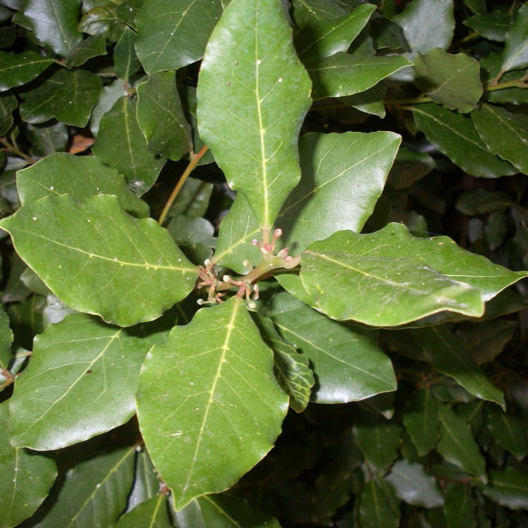 plante laurier sauce Laurier sauce (plant NON-BIO) – Enracinés