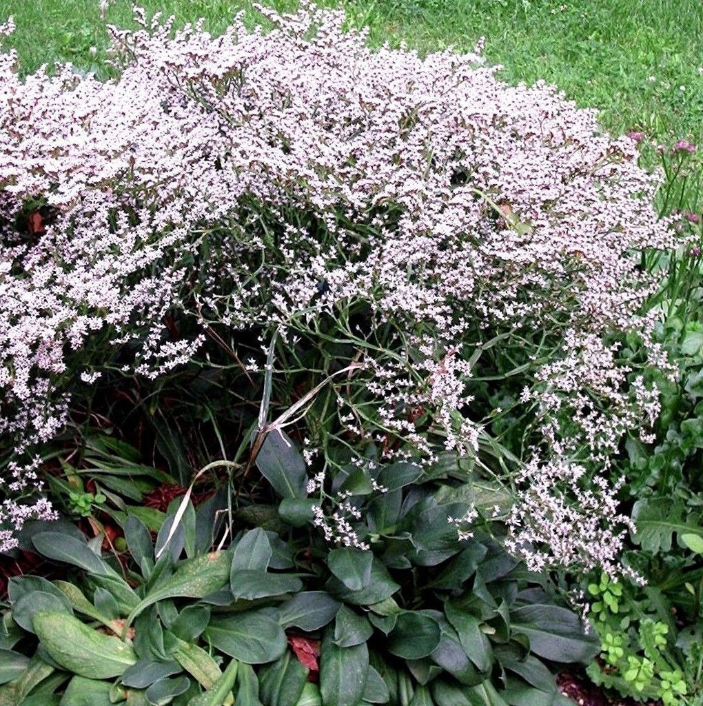 Limonium tataricum