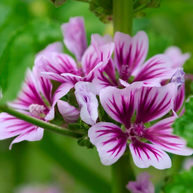 Malva sylvestris 'Zebrina