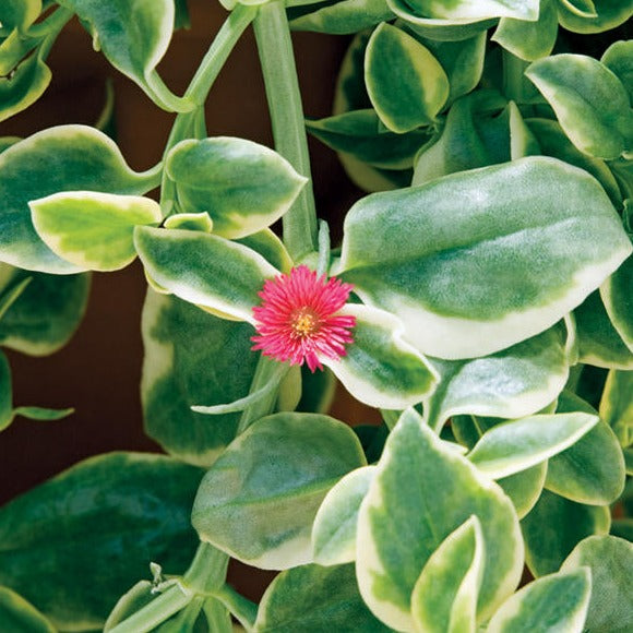 Ficoïde Mezoo - Mesembryanthemum × ‘Mesbicla