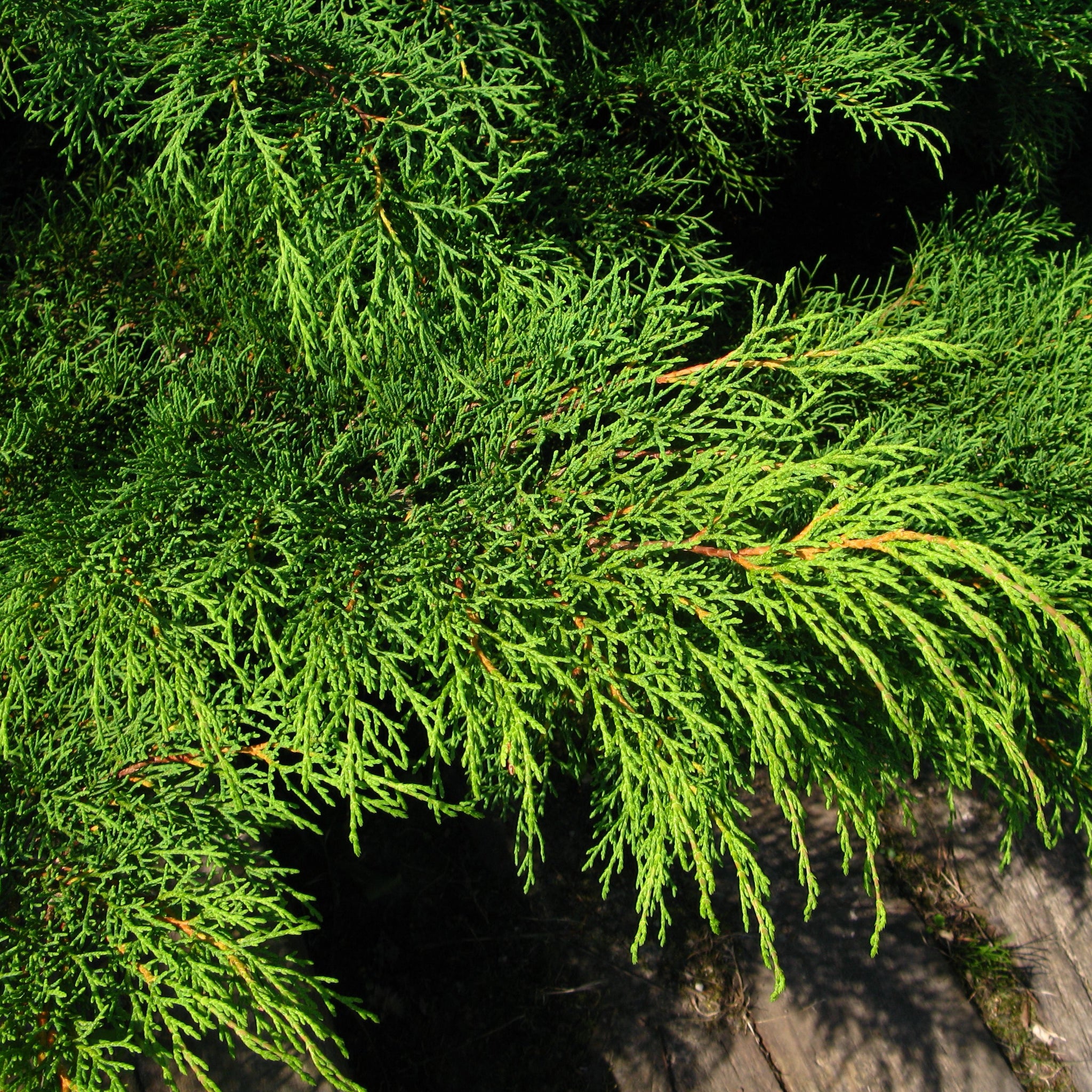 Cyprès de Sibérie