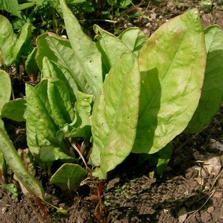 Oseille épinard (plant BIO)