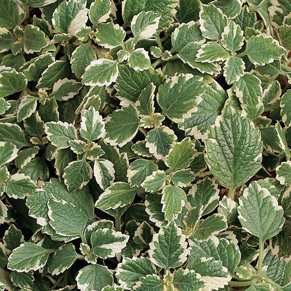 Plectranthe deux couleurs- Plectranthus variegata