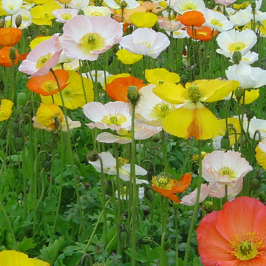 Papaver nudicaule 'Champagne Bubbles'