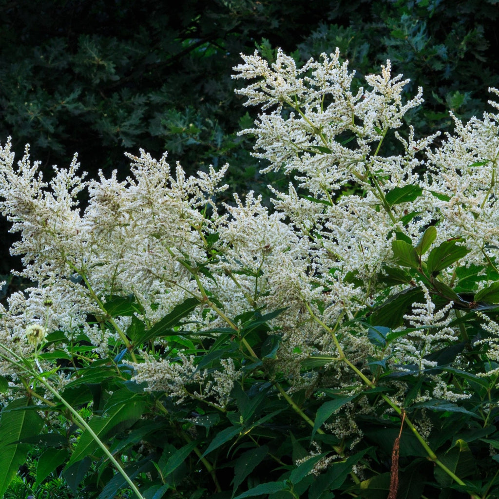 Persicaria polymorpha