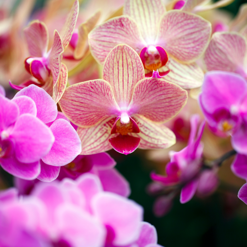Orchidée papillon - Phalaenopsis