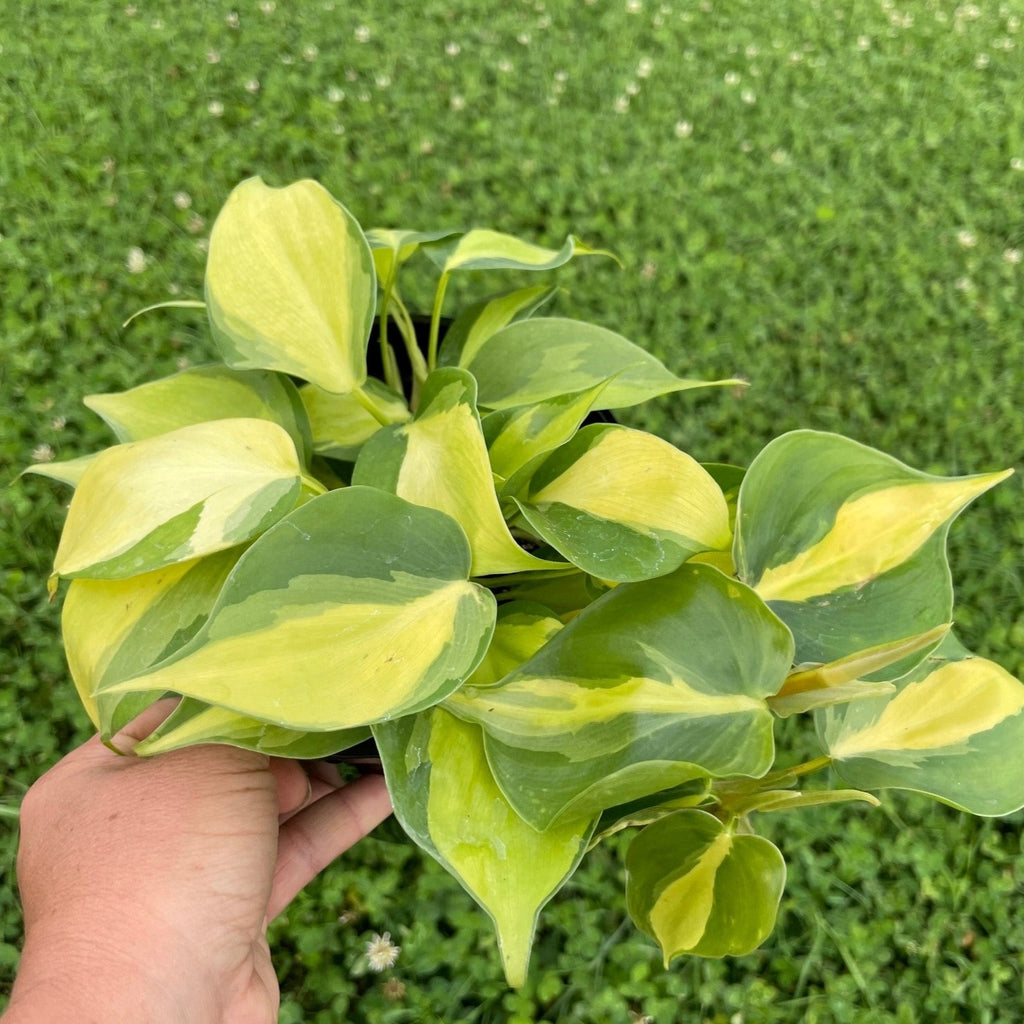 Philodendron Brasil - Philodendron hederaceum 'Brasil'