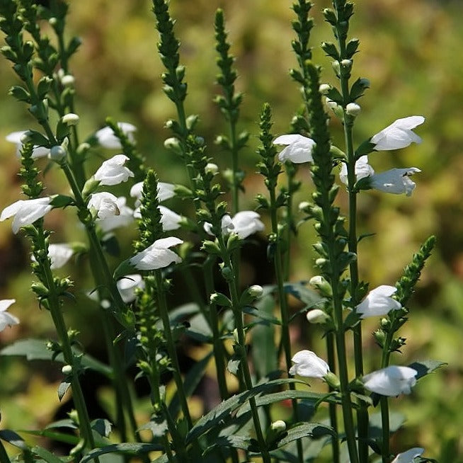 Physostegia Miss Manners